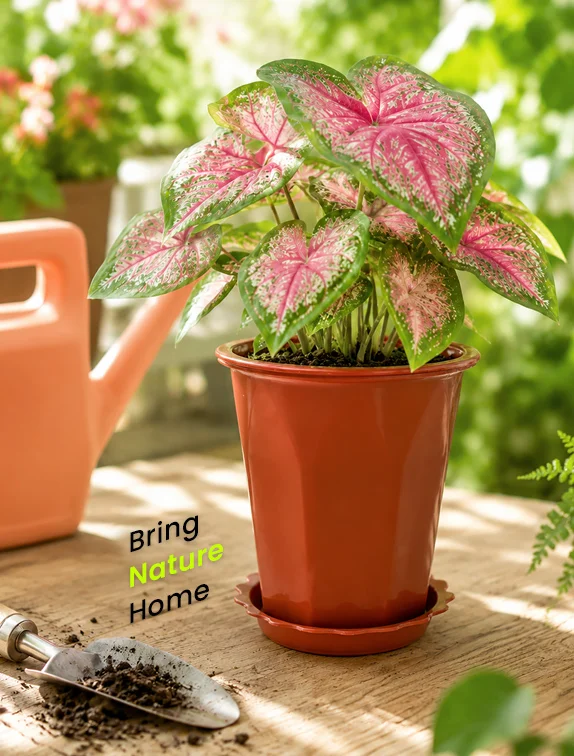 GARDENING Collection